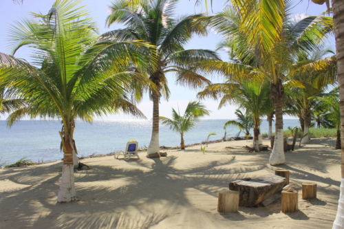 Shady beach front with many coconut palm trees
